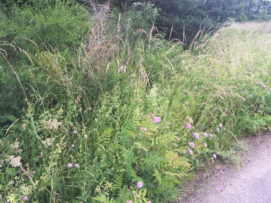 Entspannung In Der Schoenen Lueneburger Heide Gohrde Kültér fotó